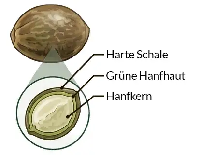 Aufbau Hanfsamen Schaubild