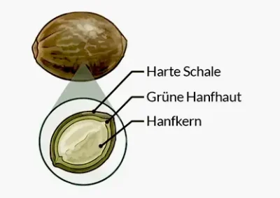 Hanfsamen und Hanfsamen-Rohstoffe