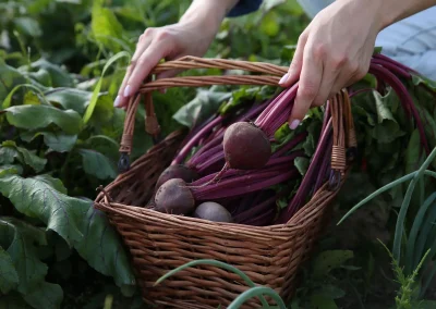 Warum frische Zutaten einen großen Unterschied machen